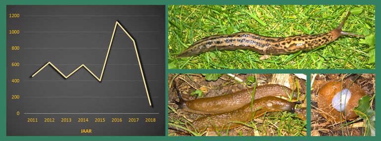 Aantallen grotere naaktslakken op een vast traject in de maand augustus (2011-2018). Rechtsboven: Tijgerslak (Limax maximus). Onder: wegslakken (Arion-soort), met rechts twee parende dieren