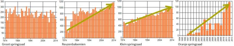 Het inheemse Groot springzaad is stabiel in Nederland, terwijl de trends van respectievelijk de uitheemse Reuzenbalsemien en Klein en Oranje springzaad een flinke toename laten zien