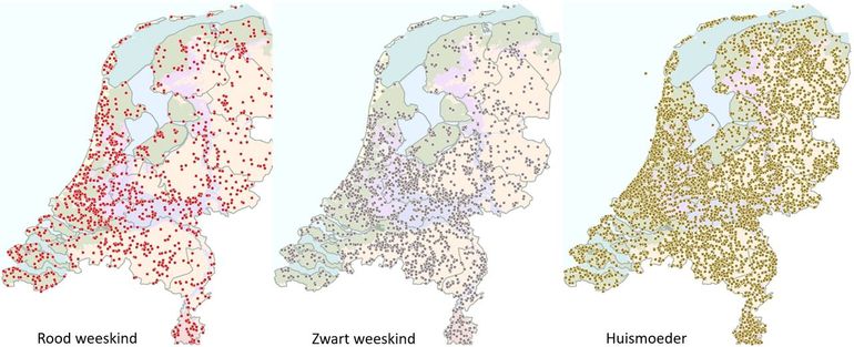 Waarnemingen van rood weeskind, zwart weeskind en huismoeder in 2023