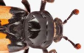 Theodoor Heijerman aaskever Nicrophorus interruptus thumbnail