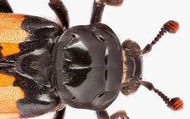 aaskever Nicrophorus interruptus thumbnail