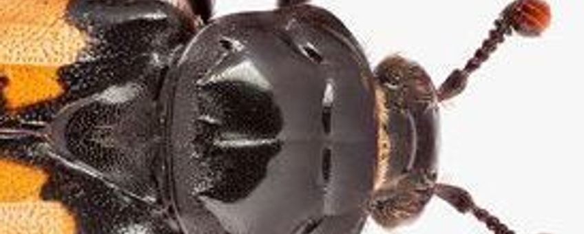 aaskever Nicrophorus interruptus thumbnail