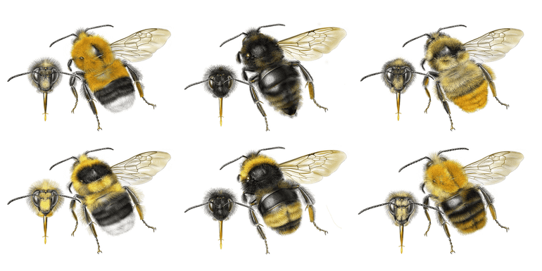 Enkele van de nieuw toegevoegde tekeningen in de herziene Basisgids hommels