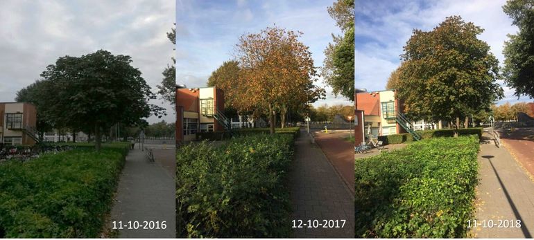 Verschil in herfstkleuring paardenkastanje bij De Vlinderboom in Ede tussen 2016, 2017 en 2018
