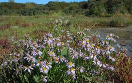 Aster pannonicum. Zulte