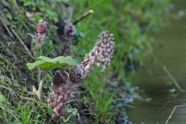 Groot hoefblad dat begint te bloeien, mannelijke plant