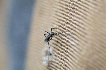 Picture of a Haemagogus chrysochlorus mosquito. This mosquito is endemic to Aruba and Curaçao; these are the only places on earth where this species can be found