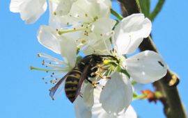 Gewone wesp Vespula vulgaris