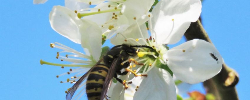 Gewone wesp Vespula vulgaris