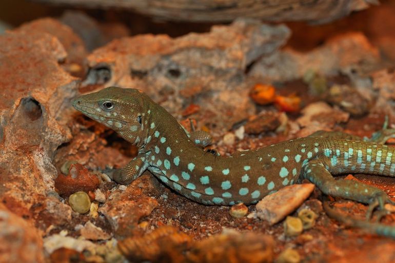 Aruban whiptail lizard (Cnemidophorus arubensis).