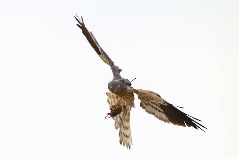 Grauwe kiekendief met zender. Dankzij dit onderzoek is er inmiddels al 150 hectare vogelakker aangelegd