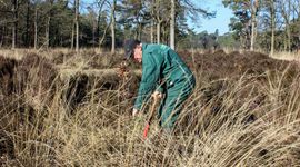 Dick Huitema zet zich al 12 jaar met hart en ziel in als vrijwilliger bij Landschapsbeheer Friesland.