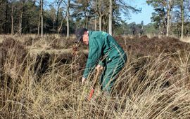Dick Huitema zet zich al 12 jaar met hart en ziel in als vrijwilliger bij Landschapsbeheer Friesland.