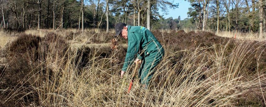 Dick Huitema zet zich al 12 jaar met hart en ziel in als vrijwilliger bij Landschapsbeheer Friesland.