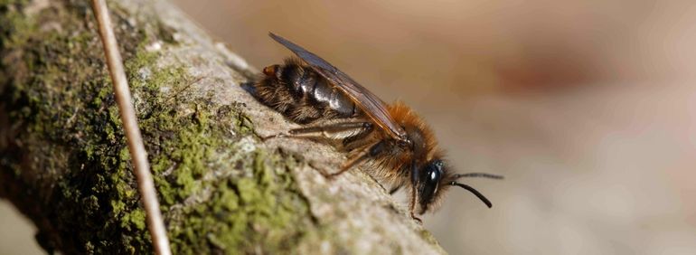 Vrouwtje Stylops praecocis tussen het vijfde en zesde achterlijfssegment van een vroege zandbij Andrena praecox