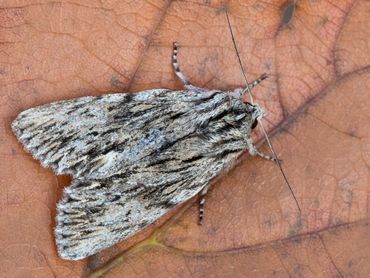 De vlinder van de kromzitter zit niet krom; de naam komt van de houding van de rups