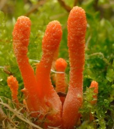 De rupsendoder groeit vanuit een vlinderpop