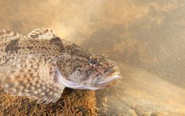 Jelger Herder Rivierdonderpad