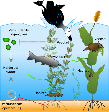 Nature | Ga op naar waterplanten in zomervakantie