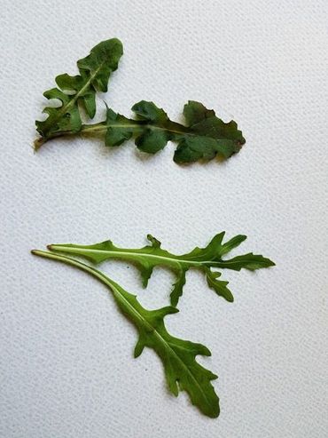 Molsla en rucola, wat is wat?