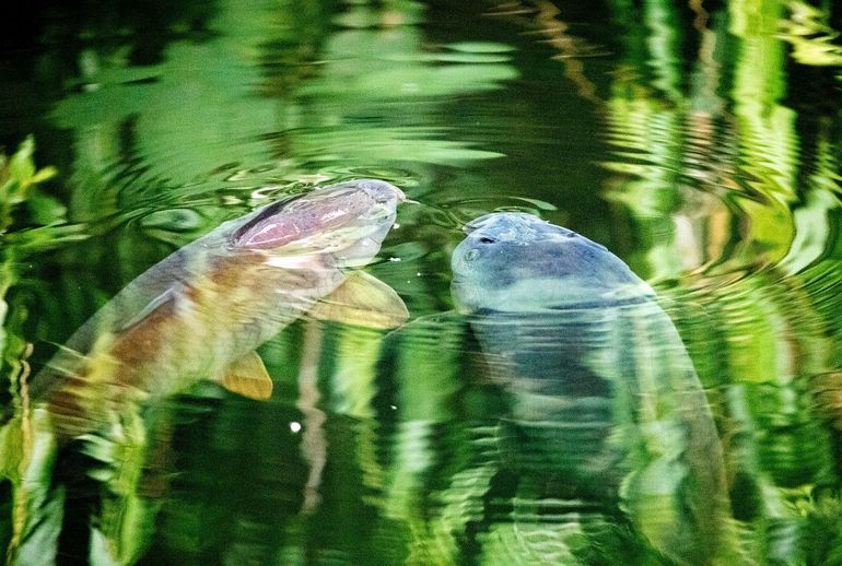 Karpers komen bij warm weer aan het wateroppervla