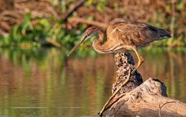 Purperreiger natuurjournaal