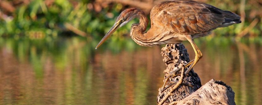 Purperreiger natuurjournaal