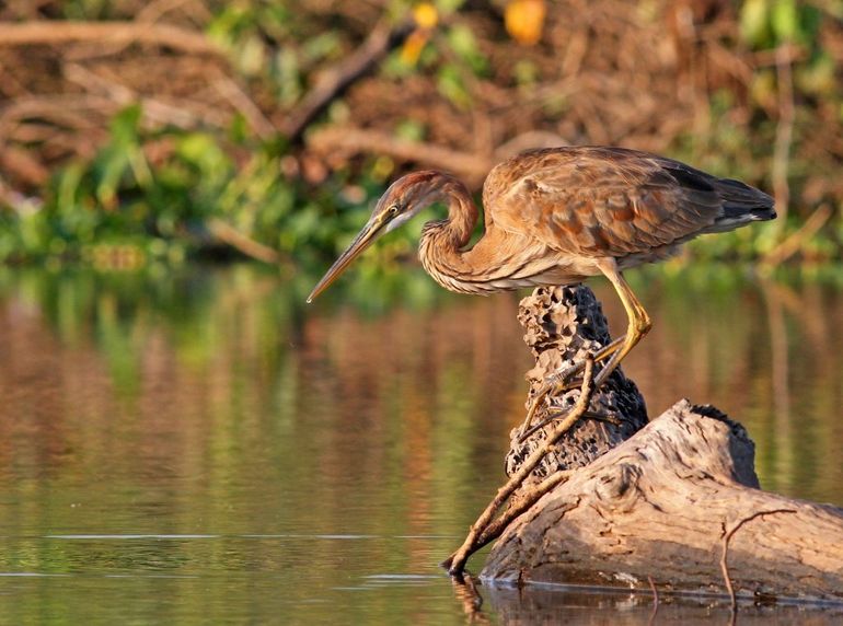 Jonge purperreiger op jacht naar vis