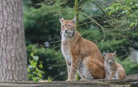 Eurazische lynx - eenmalig gebruik