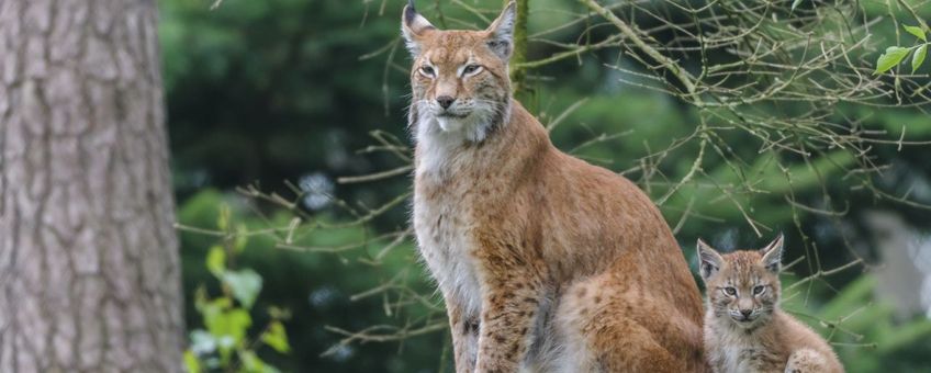 Eurazische lynx - eenmalig gebruik