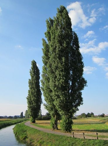 Zwarte populier (Populus nigra)