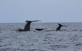 Jeffrey Bernus, Dominican Sperm Whale Project Duikende potvissen