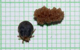 Dieter Heylen ixodes arboricola