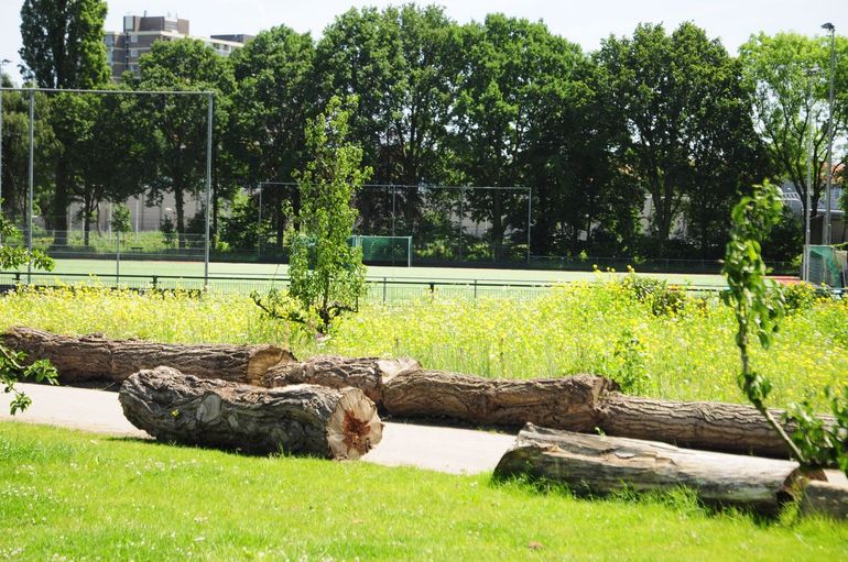 Een natuurlijke afscheiding zorgt voor voedsel voor allerlei insectensoorten