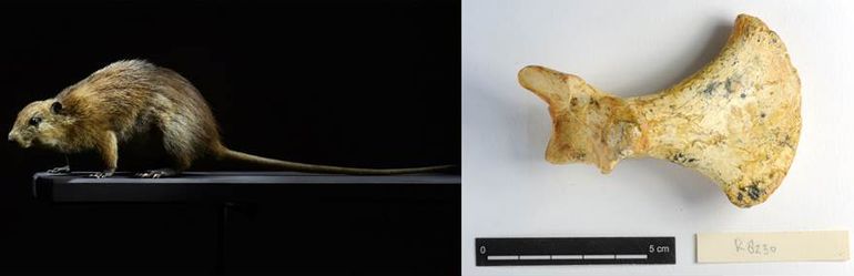 The giant rat from Sint Maarten, and a shoulder blade of the extremely rare fossil sloth from Curaçao