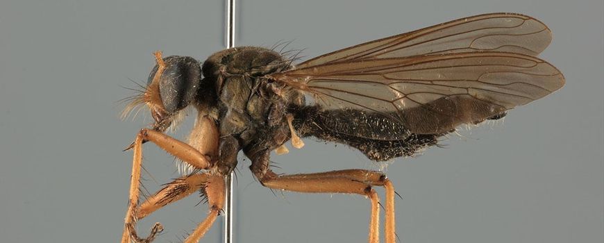 terugbetaling Nauwgezet Shuraba Nature Today | Naturalis en Picturae digitaliseren samen duizenden insecten