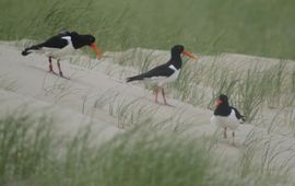 Geringde scholeksters met GPS-zenders