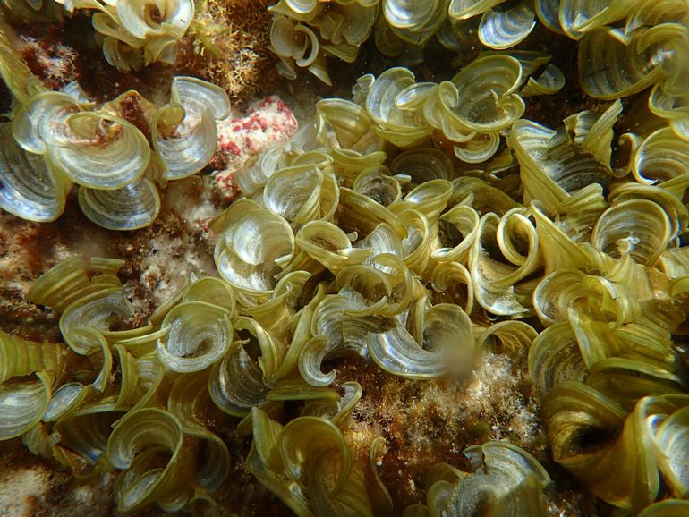 This brown algae (Padina spp.) forms rounded, thin, undulating blades that curve upwards near the edges. The surfaces of the fans are calcified and whitened. Attaches to rocky substrates on shallow reef flats