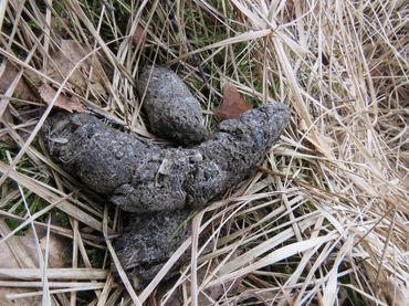 Typische wolvenkeutels. Te herkennen aan de grootte, de haren en de botfragmenten