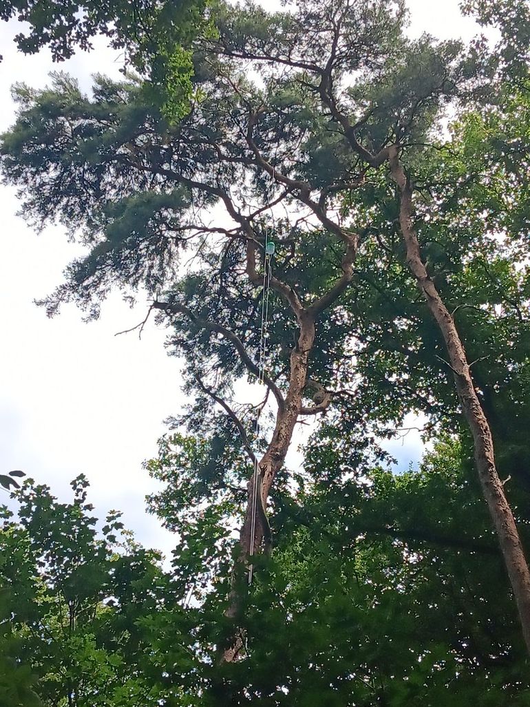 Feromoonval in Voorst, gemeente Oude IJsselstreek