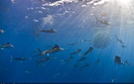 Rodrigo Friscione One time use. Sailfish, baitball, hunting, open ocean