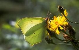 kars citroenvlinder op gele composiet