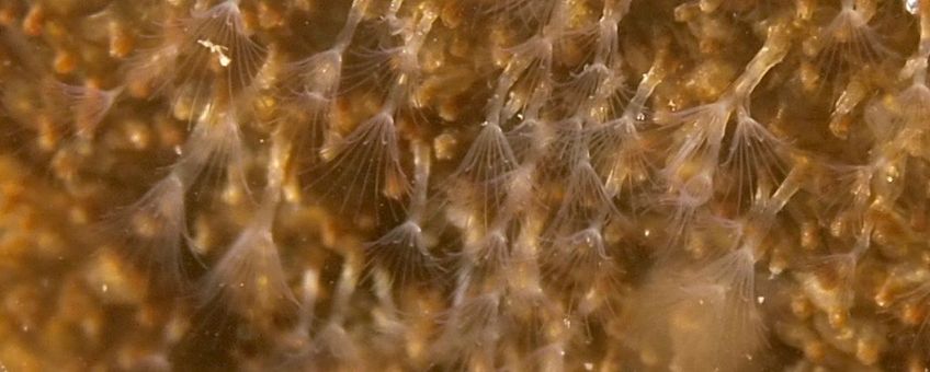 macro-opname van een levende kolonie in de Redichemse Waard met uitgestrekte lofoforen