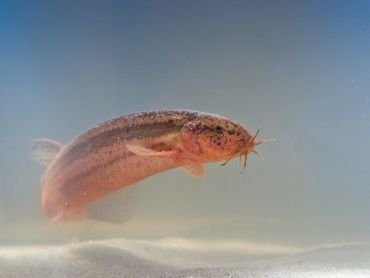 De grote modderkruiper is een slangachtige vis