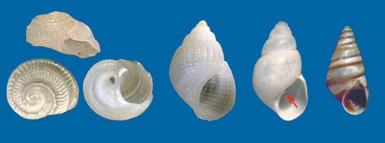 Bij vergroting zie je de mooiste structuren en details. V.l.n.r.: Gekielde cirkelslak (Tornus subcarinatus), Melkwit traliedrijfhorentje (Alvania lactea ), Mosselslurpertje (Odostomia scalaris), ze leven bij en van mossels, pijl: tandje in mond, Streephorentje (Cingula trifasciata). De laatste zit soms op Riemwier dat bij ons aanspoelt vanuit Het Kanaal