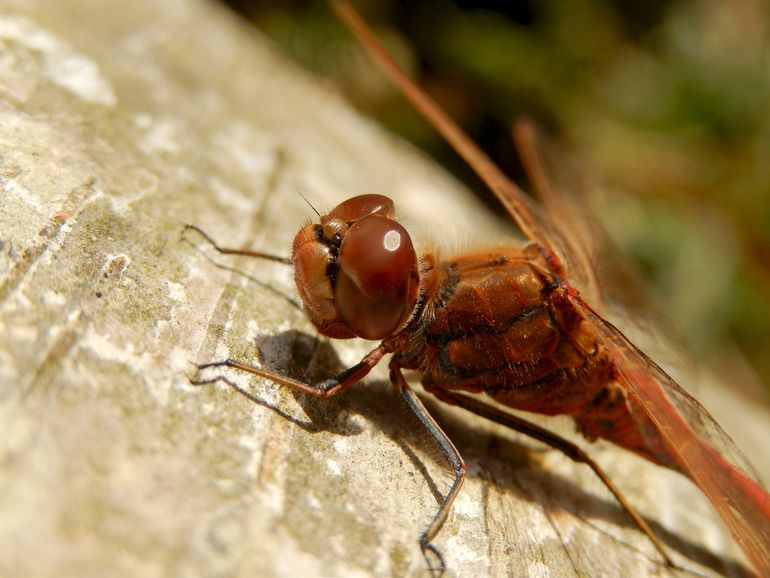 De steenrode heidelibel vliegt zolang de temperaturen hoog blijven