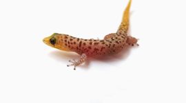 Least Gecko (Sphaerodactylus sputator)