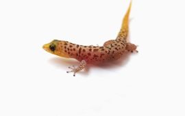 Least Gecko (Sphaerodactylus sputator)