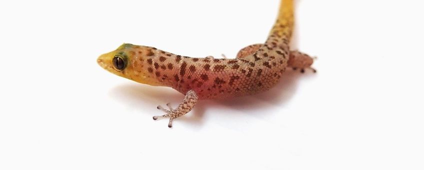 Least Gecko (Sphaerodactylus sputator)