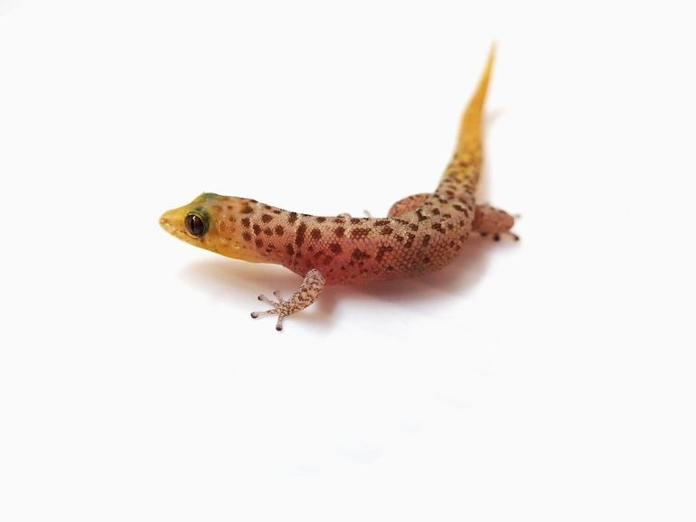 Least Gecko (Sphaerodactylus sputator)